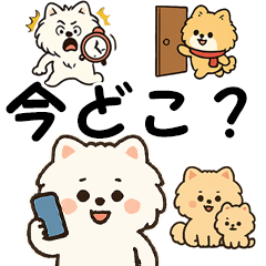 [LINEスタンプ] 毎日使う連絡・約束・日常語 ポメラニアン