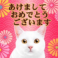 [LINEスタンプ] かわいい猫写真♪敬語でお正月【再販】