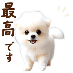 [LINEスタンプ] 推しのこポメ✨動く愛犬スタンプ