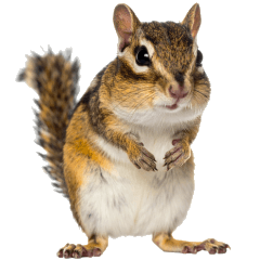 [LINEスタンプ] 元気いっぱい！かわいいシマリスの日常