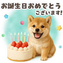 [LINEスタンプ] チビ柴のちょっと気の利いたお祝い＆日常