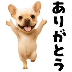 [LINEスタンプ] 踊る！フレンチブルドック
