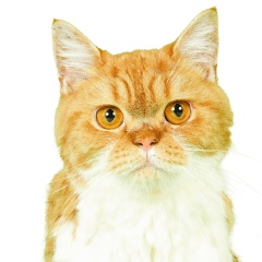 [LINEスタンプ] マロンちゃんの可愛いスタンプです！！