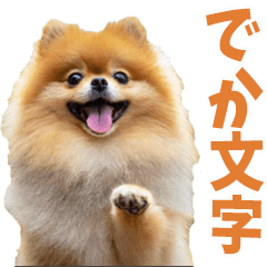 [LINEスタンプ] でか文字☆ポメラニアン