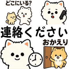 [LINEスタンプ] 毎日使う連絡・約束・日常語 ポメ君 BIG